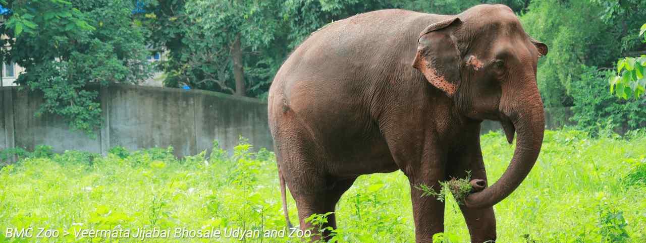 BMC Website > For Tourists > BMC Zoo